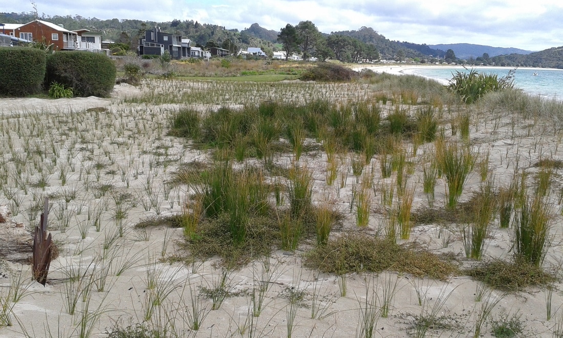 Sand dune restoration at Cooks Beach