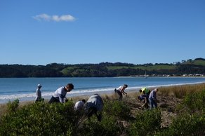 Dune Restoration planting day at Cooks Beach, New Zealand