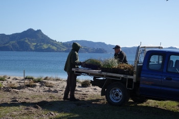 New plants for sand dune restoration at Cooks Beach